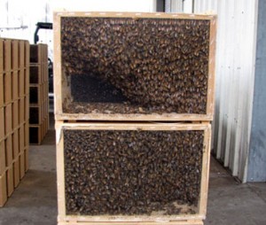 buy quality queen bees online