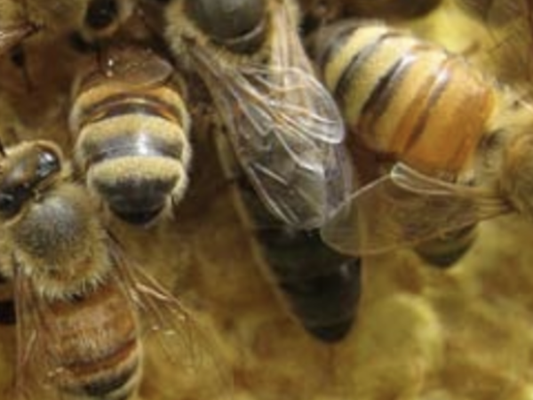 Carniolan Queen Bee