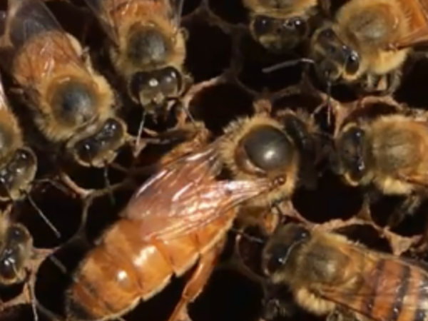 Italian Hygienic Queen Bee