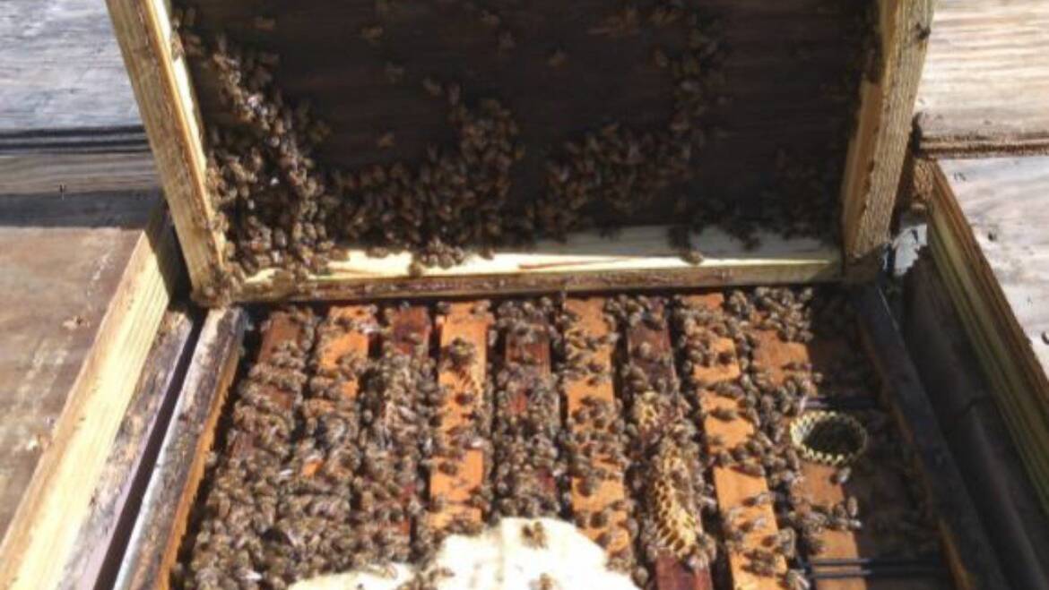 Spring Bee Colony Maintenance