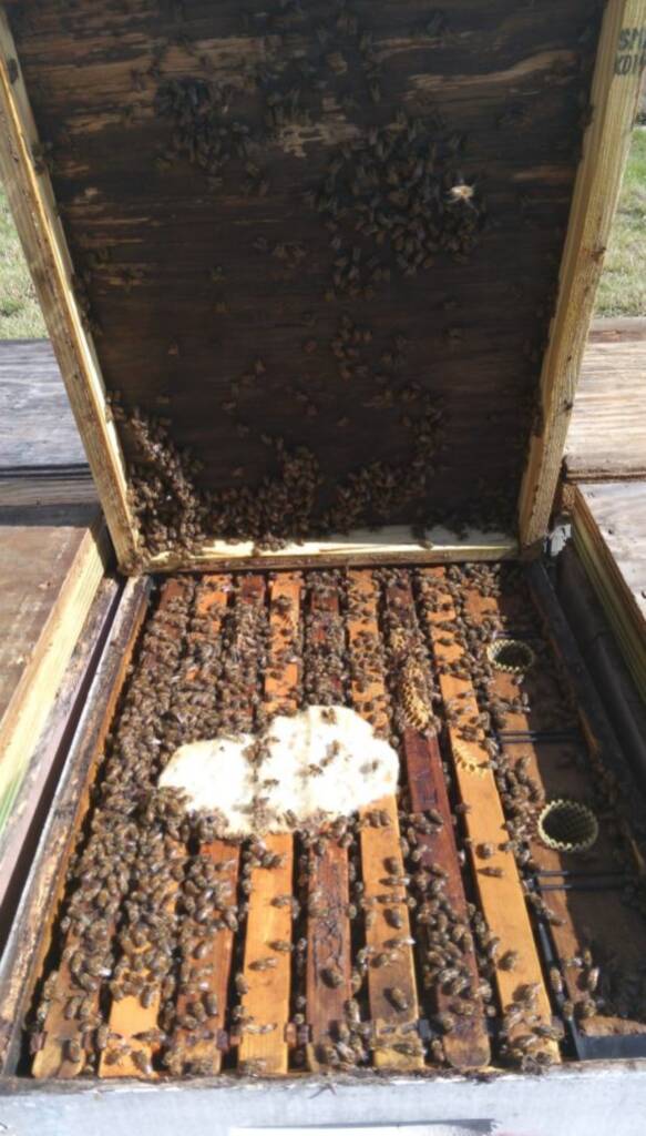 Buy-Queen-Bees-Today